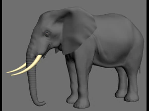 pro elefante - animato Modello 3D