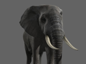 pro elephant - animated 3D Модель