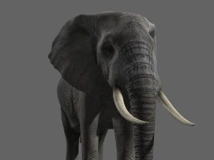pro elefante - animato Modello 3D
