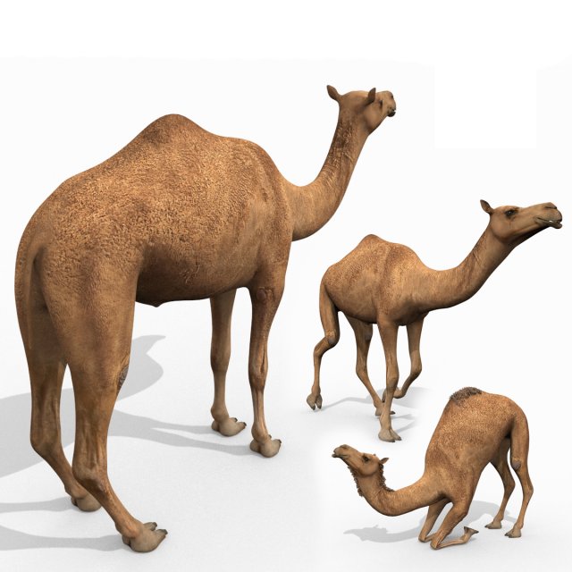pro camel 8k - 3d animated model Model 3D .c4d .max .obj .3ds .fbx .stl .blend 