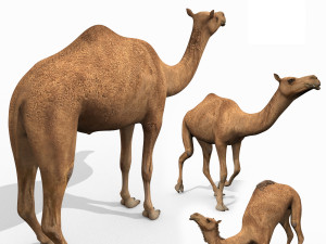pro camel 8k - 3d animated model 3D Model