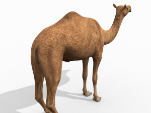 pro camel 8k - 3d animated model Model 3D