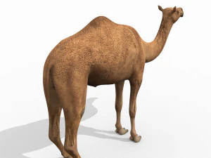 pro camel 8k - modello animato 3d Modello 3D