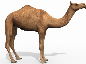 pro camel 8k - modello animato 3d Modello 3D
