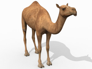 pro camel 8k - 3d animated model Model 3D