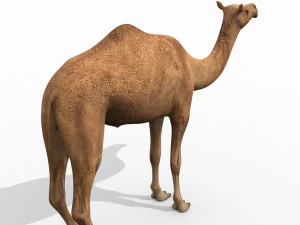pro camel 8k - modello animato 3d Modello 3D