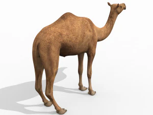 pro camel 8k - modello animato 3d Modello 3D