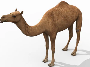 pro camel 8k - modello animato 3d Modello 3D