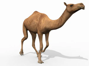 pro camel 8k - modello animato 3d Modello 3D