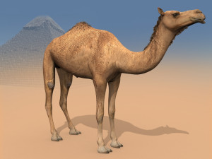 pro camel 8k - 3d animated model Model 3D