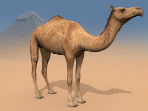 pro camel 8k - modello animato 3d Modello 3D