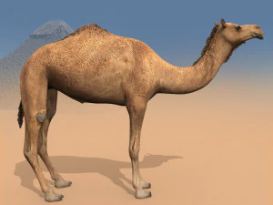 pro camel 8k - modello animato 3d Modello 3D