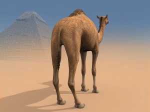 pro camel 8k - modello animato 3d Modello 3D