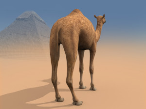 pro camel 8k - 3d animated model Model 3D