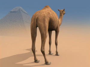 pro camel 8k - modello animato 3d Modello 3D