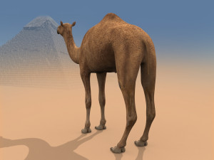 pro camel 8k - 3d animated model Model 3D