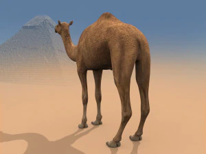 pro camel 8k - modello animato 3d Modello 3D