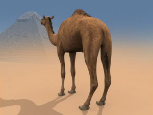 pro camel 8k - modello animato 3d Modello 3D