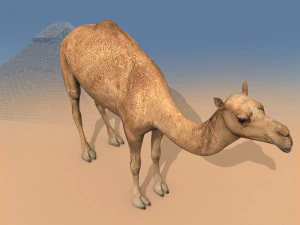 pro camel 8k - modello animato 3d Modello 3D