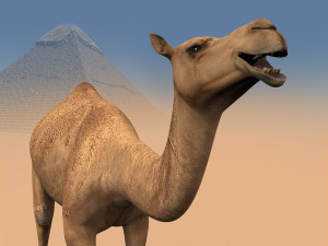 pro camel 8k - 3d animated model Model 3D