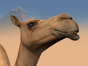 pro camel 8k - 3d animated model Model 3D