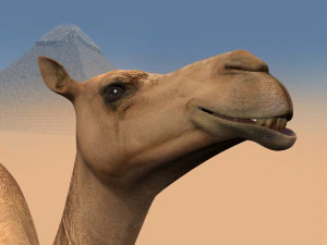 pro camel 8k - modello animato 3d Modello 3D