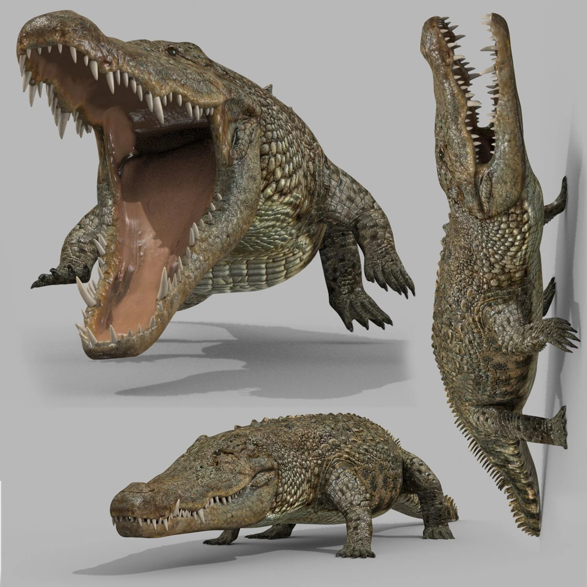 terror croc pro - 8k 3d animated crocodile model 3D Model .c4d .max .obj .3ds .fbx .stl .blend 