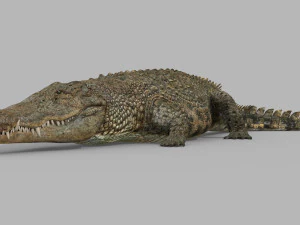 terror croc pro - 8k 3d animated crocodile model 3D Model