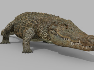 terror croc pro - 8k 3d animated crocodile model Modelo 3D