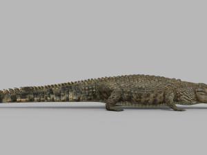terror croc pro - 8k 3d animated crocodile model Modelo 3D