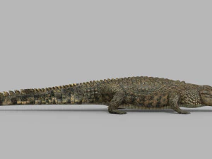 terror croc pro - 8k 3d animated crocodile model 3D Model