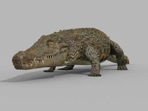 terror croc pro - 8k 3d animated crocodile model 3D Model