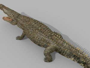 terror croc pro - 8k 3d animated crocodile model 3D Model