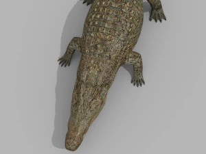 terror croc pro - 8k 3d animated crocodile model 3D Model