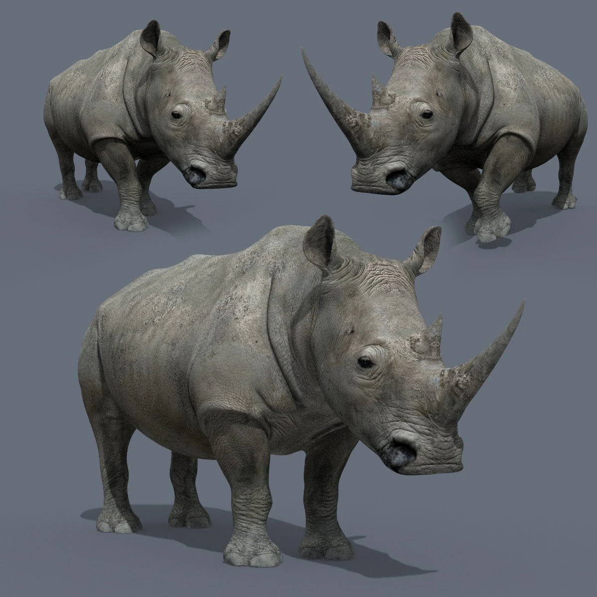 pro rhino - 8k 3D Model .c4d .max .obj .3ds .fbx .stl .blend