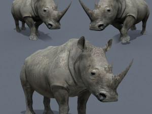 pro rhino - 8k 3D Models