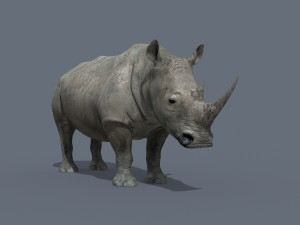 pro rhino - 8k 3D Model