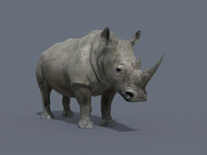pro rhino - 8k 3D Model