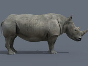 pro rhino - 8k 3D Model