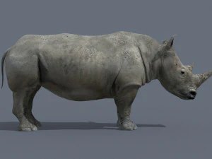 pro rhino - 8k 3D Model