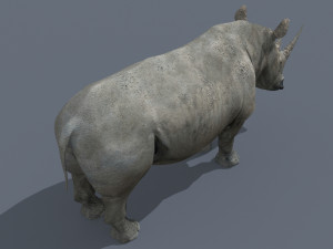 pro rhino - 8k 3D Model