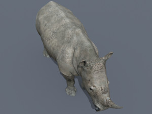 pro rhino - 8k 3D Model