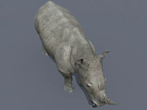 pro rhino - 8k 3D Model