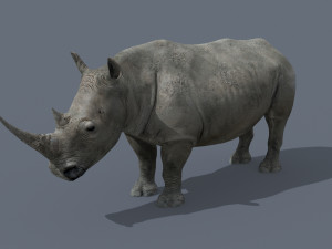 pro rhino - 8k 3D Model