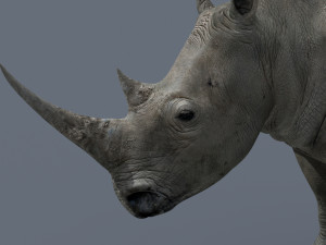 pro rhino - 8k 3D Model