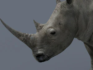 pro rhino - 8k 3D Model
