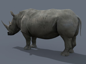 pro rhino - 8k 3D Model