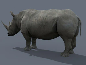 pro rhino - 8k 3D Model