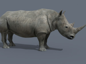 pro rhino - 8k 3D Model