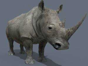 pro rhino - 8k 3D Model